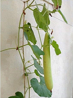 VibeX ® XXL-262 Meghdoot Bottle Gourd Seed Seed(50 per packet)