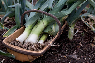 Biosnyg Hybrid Autumn Giant Onion Seeds for Home Gardening-(750 Seeds) Seed(750 per packet)