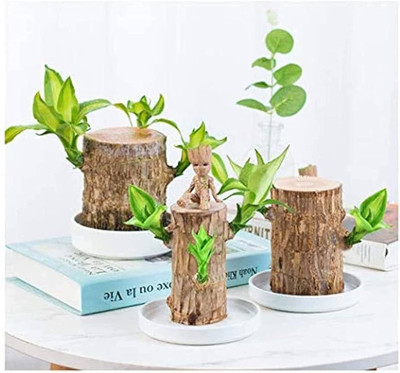 ibains Brazilian wood tree with flowers Seed(1 per packet)