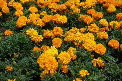 Marwal Creation marigold/gende ka phool flower seeds Seed(50 per packet)