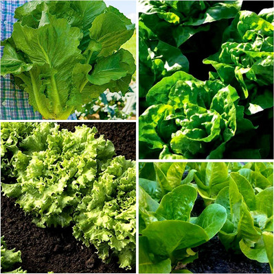 VibeX ® VXI-355 Heat Tolerant Lettuce 4 Varieties Seed(200 per packet)