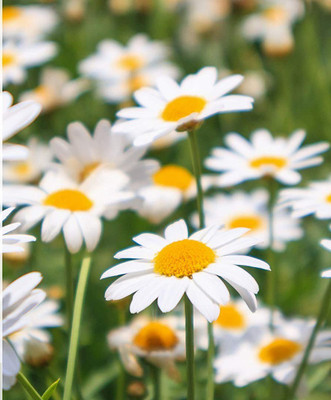 CYBEXIS GBPUT-61 - Chamomile Roman (Anthemis nobilis) - (2250 Seeds) Seed(2250 per packet)