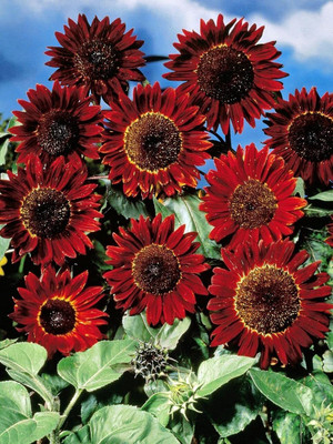 Aywal Sunflower Mix Color Flower Seed(300 per packet)