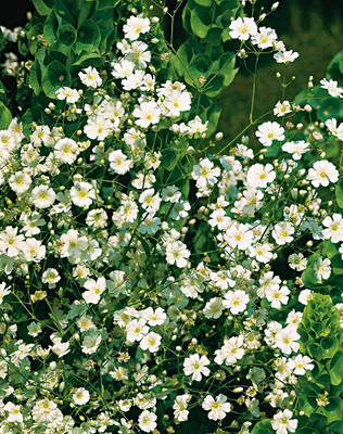 CYBEXIS Gypsophila Paniculata Alba White Seeds - White Gypsophilia Seed(50 per packet)