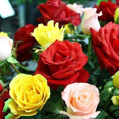 CYBEXIS LX-30 - Multicolored Rose Flower - (300 Seeds) Seed(300 per packet)