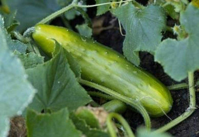 Quentova Slicing Cucumber,Heirloom Seeds-VNT-5E Seed(200 per packet)