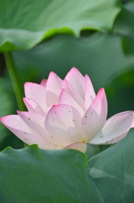 MAA lotus,kamal seeds Seed(5 per packet)