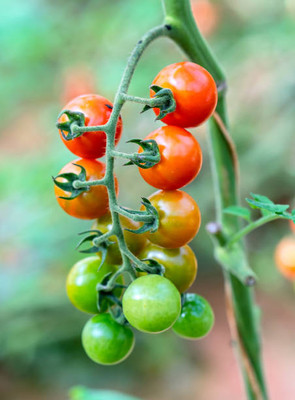 MH Enterprises tomato Seed(30 per packet)