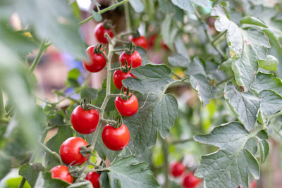 Click to buy tomato Seed(120 per packet)