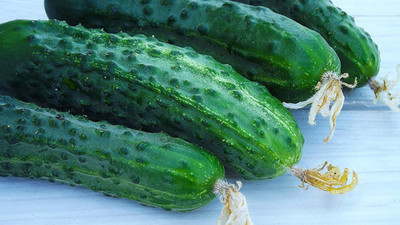 VibeX ® LXI-528 Straight Eight - Cucumber Seeds Seed(200 per packet)