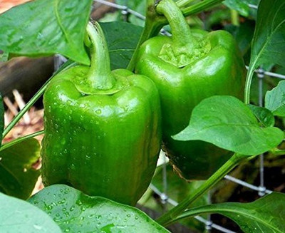 VibeX LX-30 - Capsicum/ Shimla mirchi - (1350 Seeds) Seed(1350 per packet)
