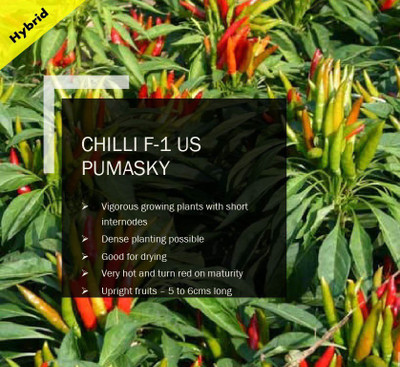 CYBEXIS CHILLI F-1 PUAS PUMASKY SEEDS(2500 Seeds) Seed(2500 per packet)