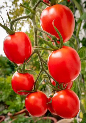 VERTEX AGENCIES tomato Seed(35 per packet)