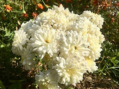 Mozette Chrysanthemum white flower Seed(15 per packet)