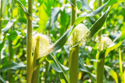 LPR BUTTA , SWEET CORN Seed(300 per packet)