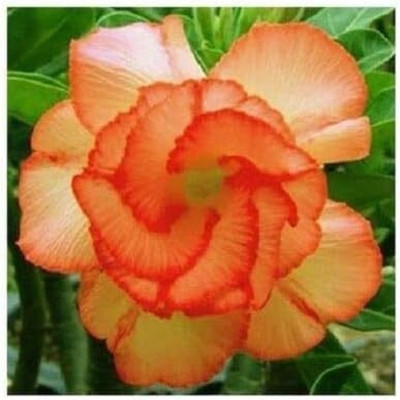 Qualtivate LX-357 Orange Desert Rose Seeds Adenium Seed(30 per packet)