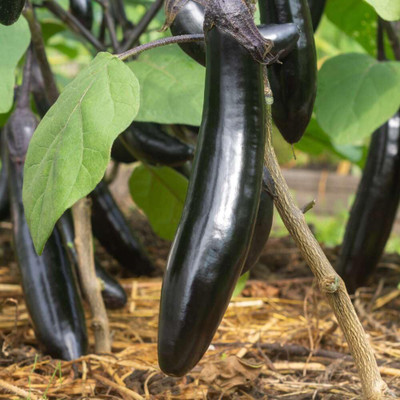 LPR brinjal Seed(10 per packet)