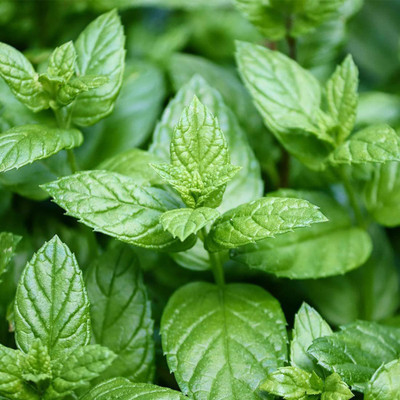 CYBEXIS XLL-69 - Catnip Mint - (13500 Seeds) Seed(13500 per packet)