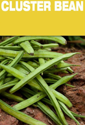 Quentova Cluster Beans-5Q-CIAR Seed(100 per packet)