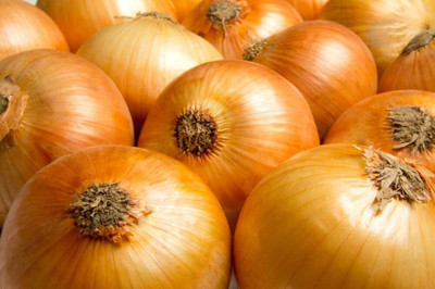 WILLVINE HAR -II Yellow Sweet Spanish Onion Seeds [50g] Seed(30000 per packet)