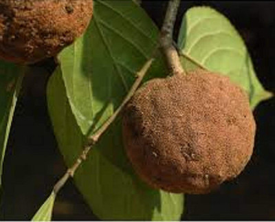 VibeX KGF -37 - Jangli Badam Almond Badam Tree - (30 Seeds) Seed(30 per packet)