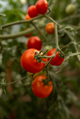 I S ENTERPRISE tomato Seed(100 per packet)