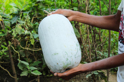 Pbevergreen Ash Gourd Seed(180 per packet)