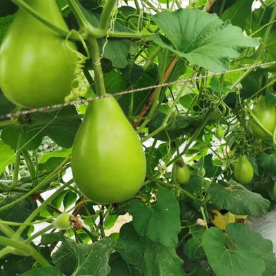 Seedsqlty Round bottle gourd seeds Seed(12 per packet)
