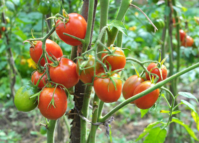 Darshan Sandhya tomato Seed(75 per packet)