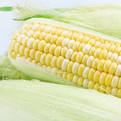 CYBEXIS Gyarenteed Germination Yellow Corn Seeds2000 Seeds Seed(2000 per packet)