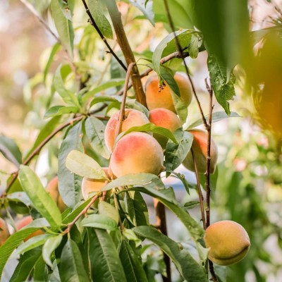 Lorvox Peach Fruit (Aadu) Fruit Seed(1 per packet)
