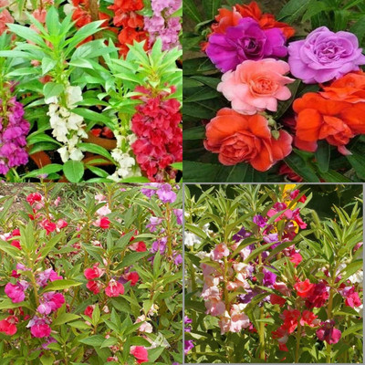ibains Balsam rose flower seeds bij 26 Seed(26 per packet)