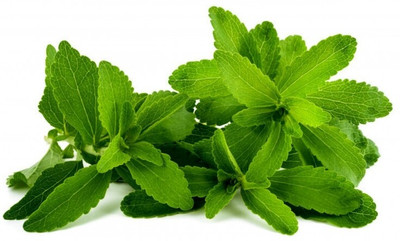 XOLDA Organic stevia herb Seed(38 per packet)