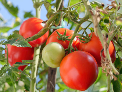 Divyansh tomato Seed(130 per packet)