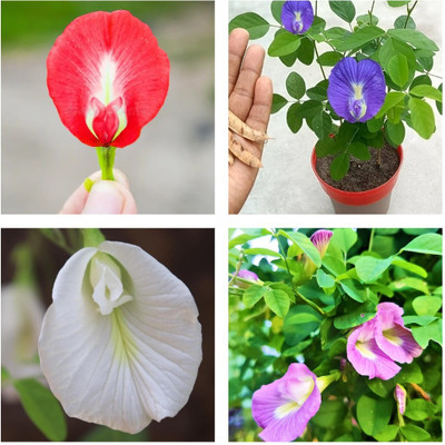 Seedsilk Double & Single Petals Aprajita Shankhpushpi Hybrid Butterfly Pea Seed(40 per packet)