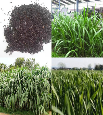 ibains Smart napier grass seed beez 501 Seed(501 per packet)