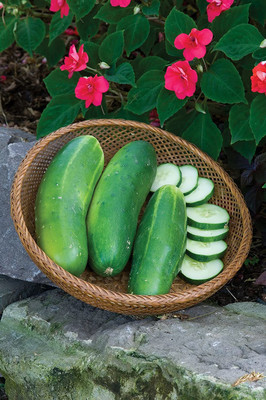 VibeX ® XLR-471 Hybrid II Slicing Cucumber Seeds Seed(200 per packet)