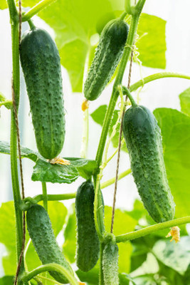 Kodali 46 Pcs -Cucumber Seed Seed(46 per packet)