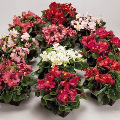 CYBEXIS Begonia Seeds - Ambassador Mix Seeds Seed(25 per packet)