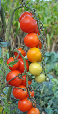 SRK Shree Radha Krishna tomato Seed(135 per packet)