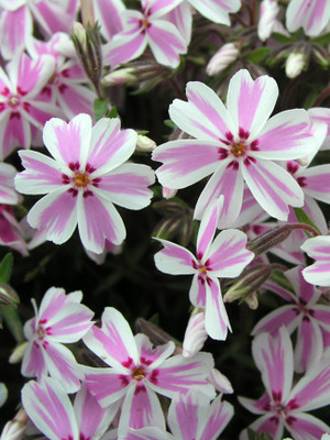 CYBEXIS Creeping Phlox, Candy Stripe400 Seeds Seed(400 per packet)