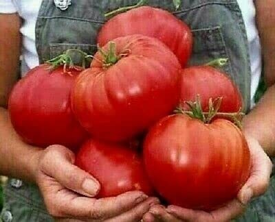 golden hills farm High Yield Heirloom Red Beefsteak Tomato Seed(30 per packet)