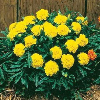 CYBEXIS LX-81 - Janie Yellow Marigold - (2250 Seeds) Seed(2250 per packet)