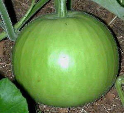 Cloud Farm LAW/LOWKI Round Bottle Gourd Lauki/Lau/Clabash Seed(30 per packet)