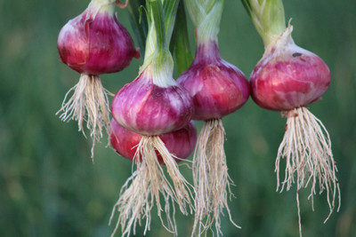Arshiayat Onion Seed(100 per packet)