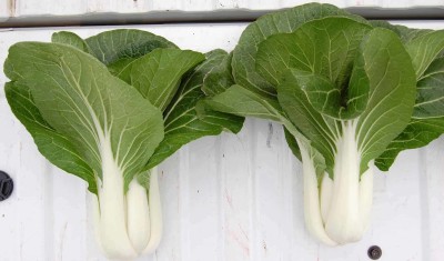 Quentova Pak Choi Bopak-CIAR-5Q Seed(200 per packet)