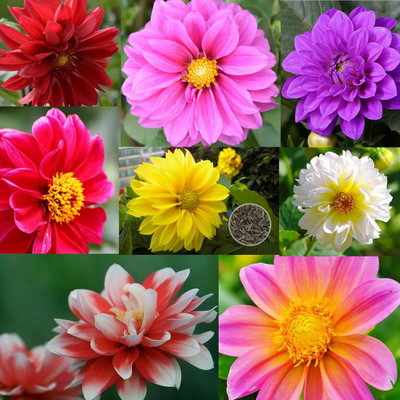 Qualtivate LX-265 Mixed Color Dahlia pinnate Pompon Beautiful Flower Seed Seed(50 per packet)