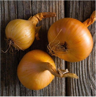 WILLVINE PAU -XI Texas Early Grano Onion Seeds [50g] Seed(30000 per packet)