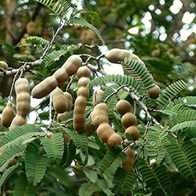 KANAYA IMLI KE BEEJ / TAMARIND SEEDS IMLEE KE BEEJ FOR Home Gardening Seed(2 per packet)