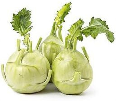 CRGO TURNIP , SHALGAM Seed(300 per packet)